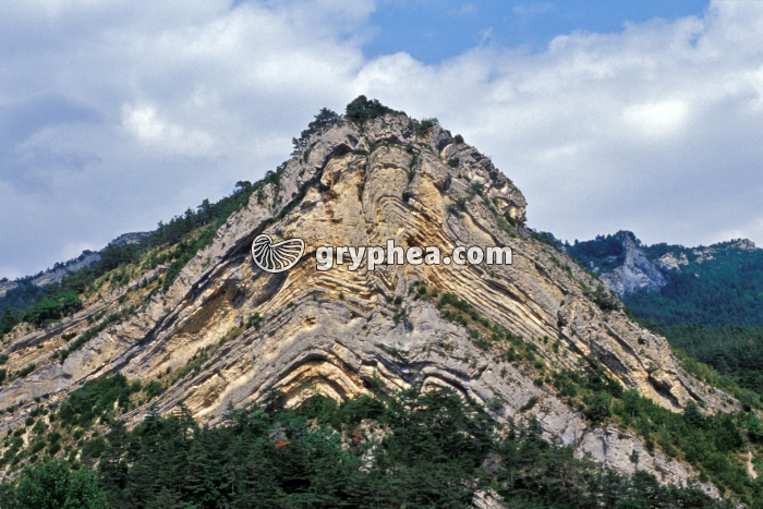 Pli de St Julien - gryphea.org